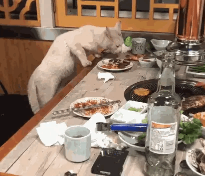 去了躺厕所，回来发现一只可怜的流浪猫在饭桌上吃东西，吃的时候还时不时看着人，