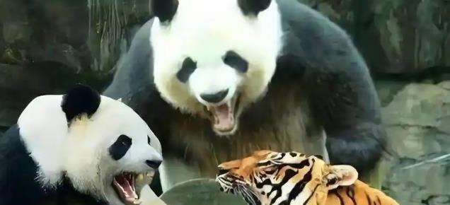 四川曾有老虎，为什么没吃大熊猫？一位65岁的护林员说：80%的人不知道，老虎就算