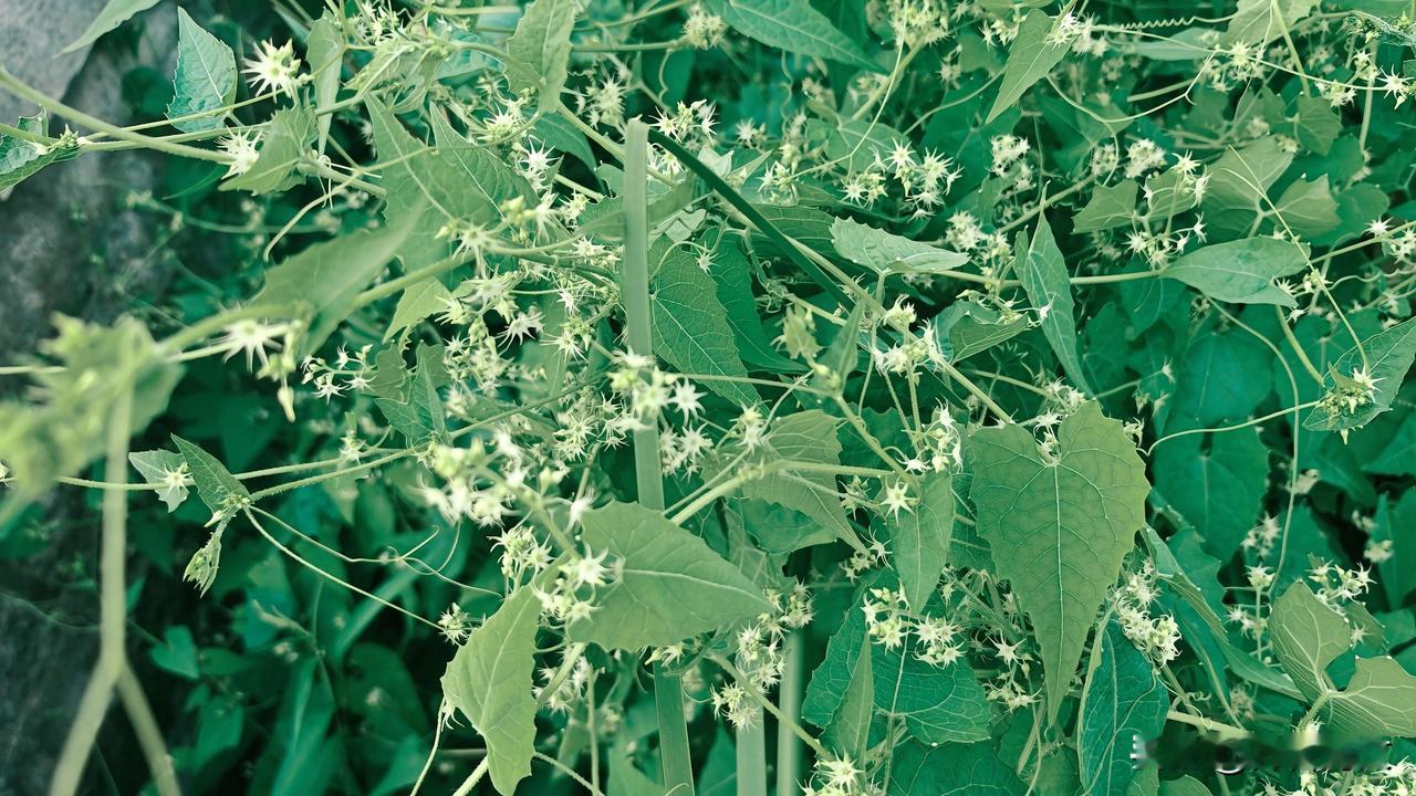这是盒子草，是葫芦科盒子草属一年生攀援草本植物，也叫合子草、水荔枝。盒子草种子