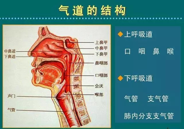 感冒,支气管炎和肺炎是上呼吸道还是下呼吸道感染, 治疗大不同!