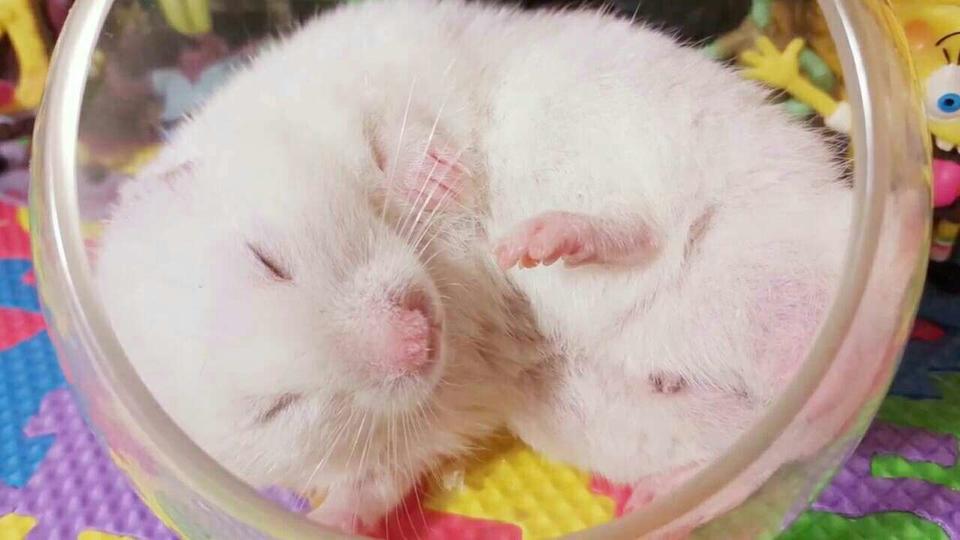 小仓鼠的视频 www.tudou.com