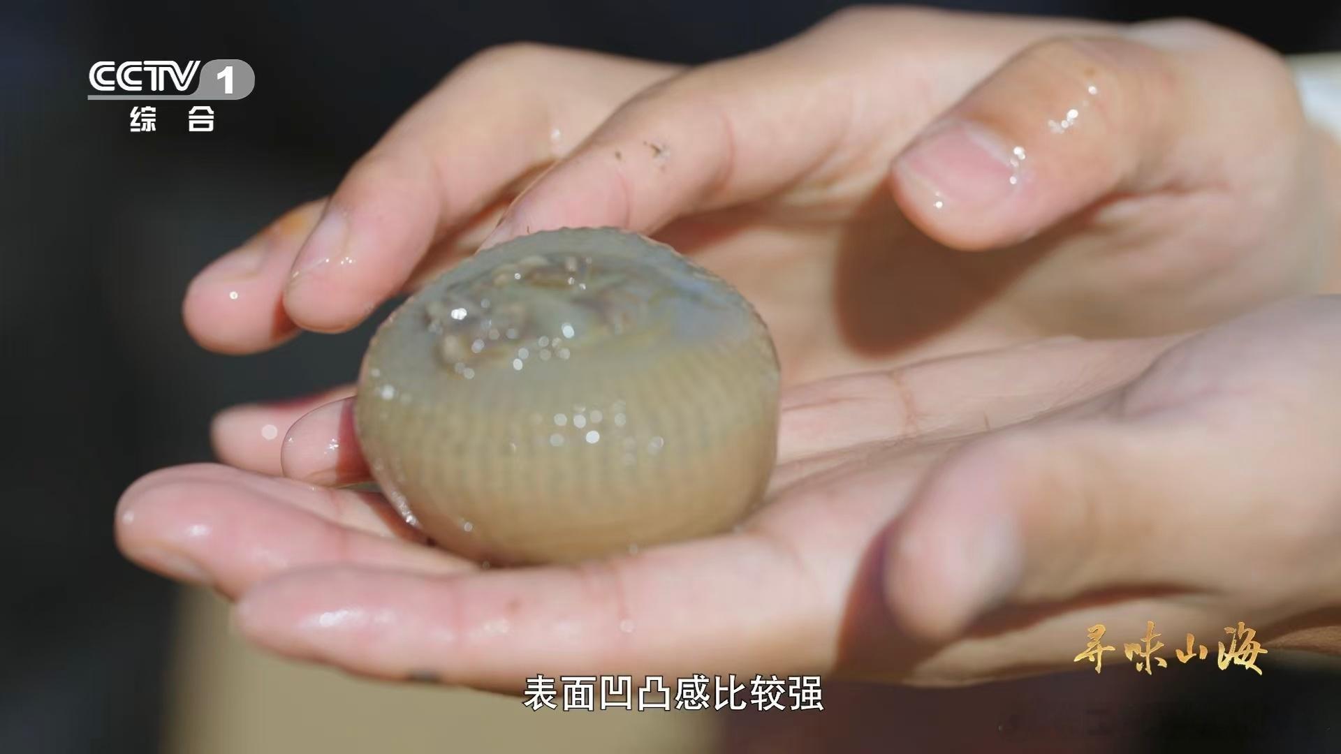 沙蒜不是蒜是海鲜被科普到了😲，沙蒜是生活在海里的海鲜，依靠吞食泥沙生存，台州湾