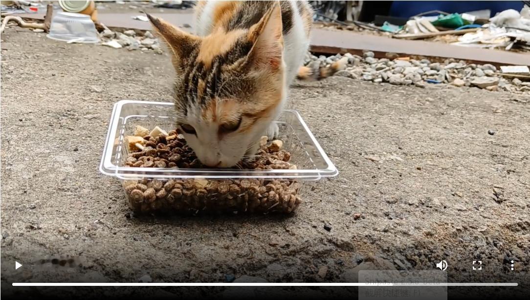 昨天带着猫粮、罐头去附近喂了流浪三花一家。我与这家猫认识，始于2024年平安