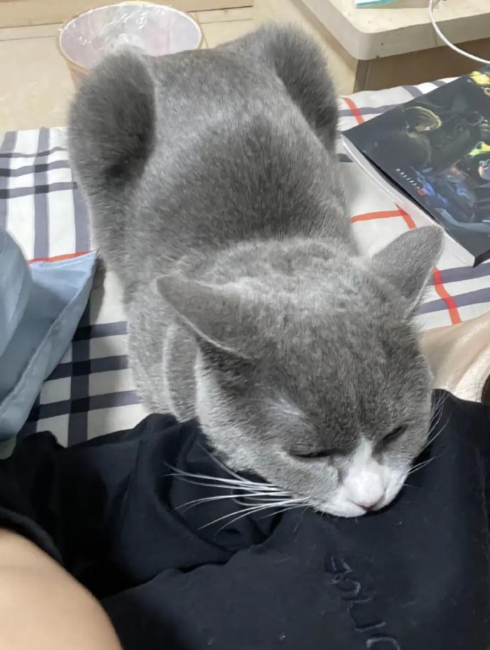 小猫小狗不会说话但会用行动表达🥹