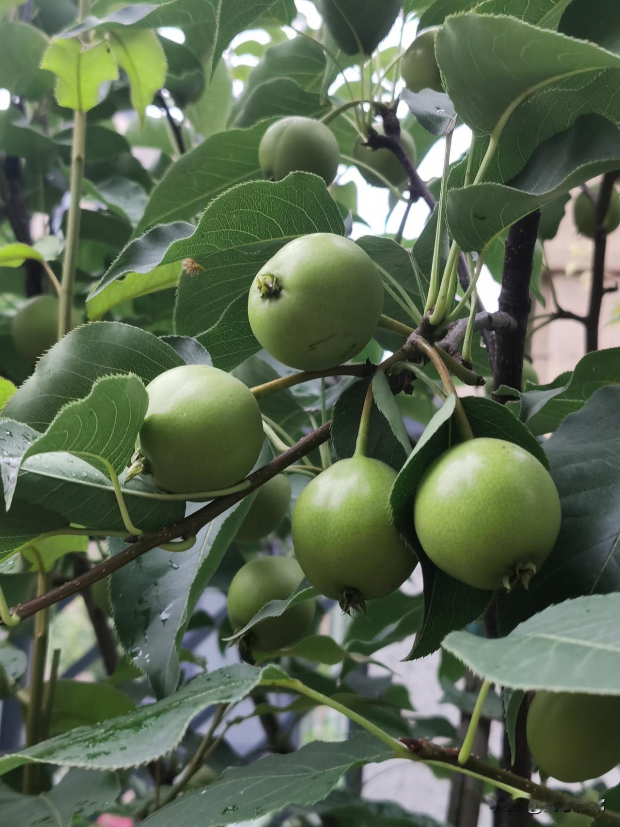 自家小菜园实拍，角瓜、西瓜、芸豆长势旺，院里还栽了几棵果树，种菜栽树，自给自足太