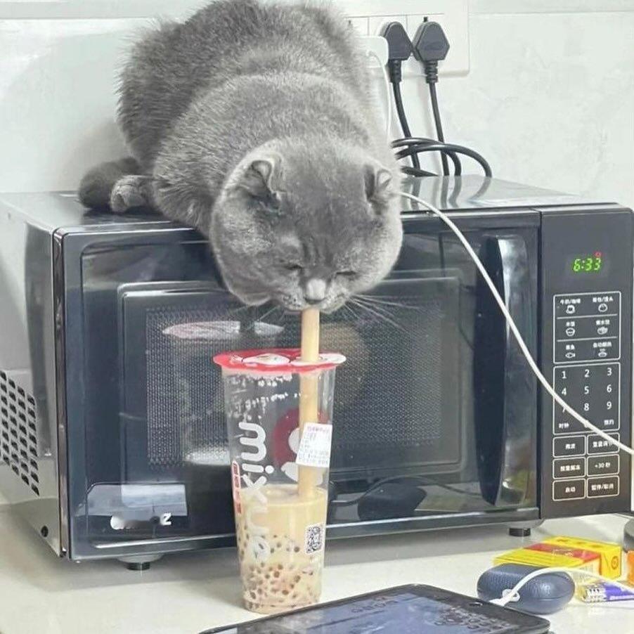 小猫也爱雪王