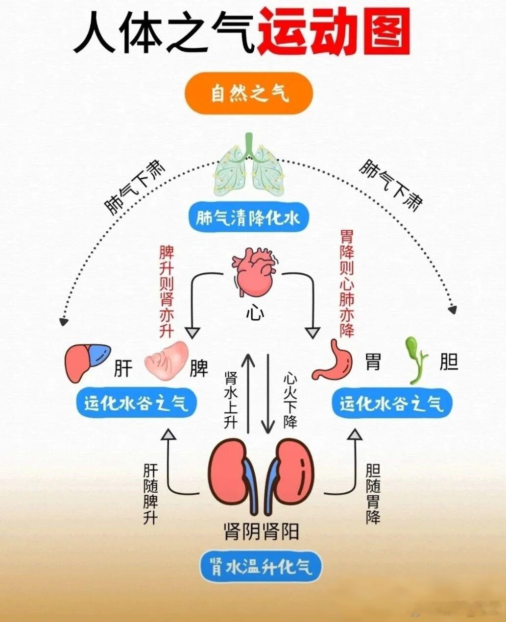 单方一味藏奇功——岳美中老中医的单味药治病故事❤️中医用药，向来有如带兵打仗，讲