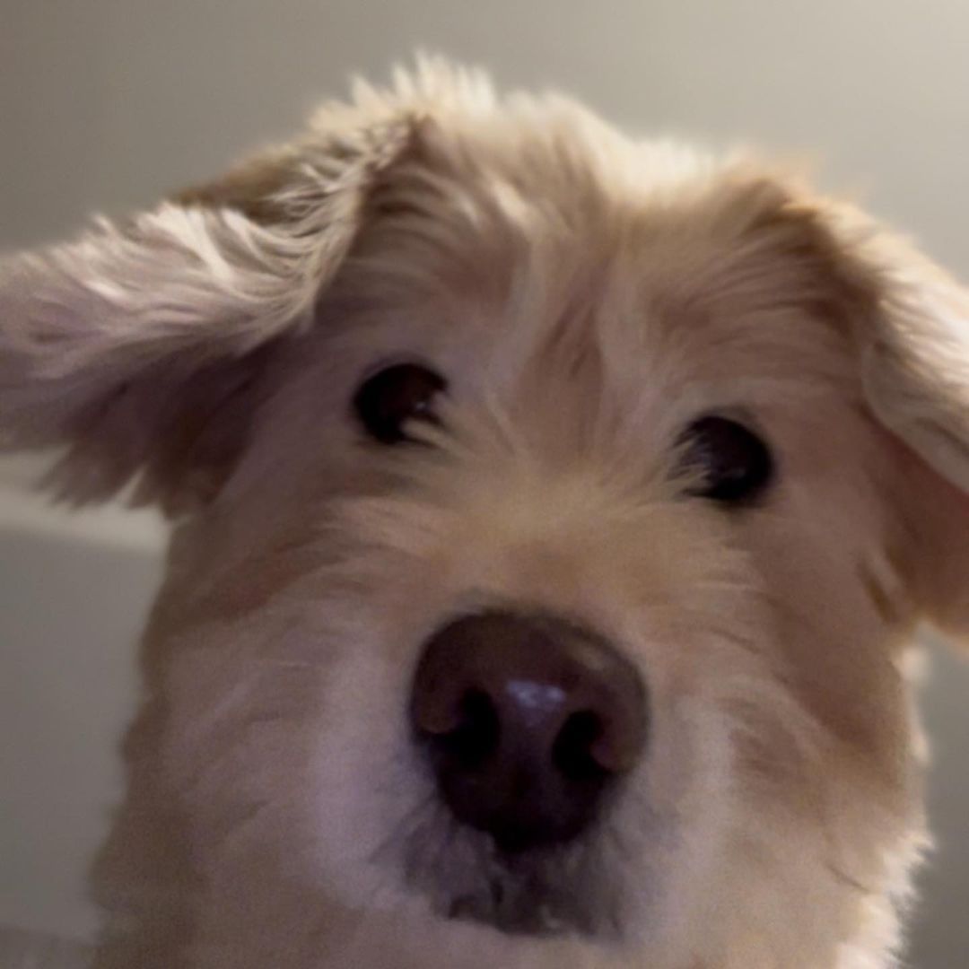 不小心打开前置摄像头的小狗