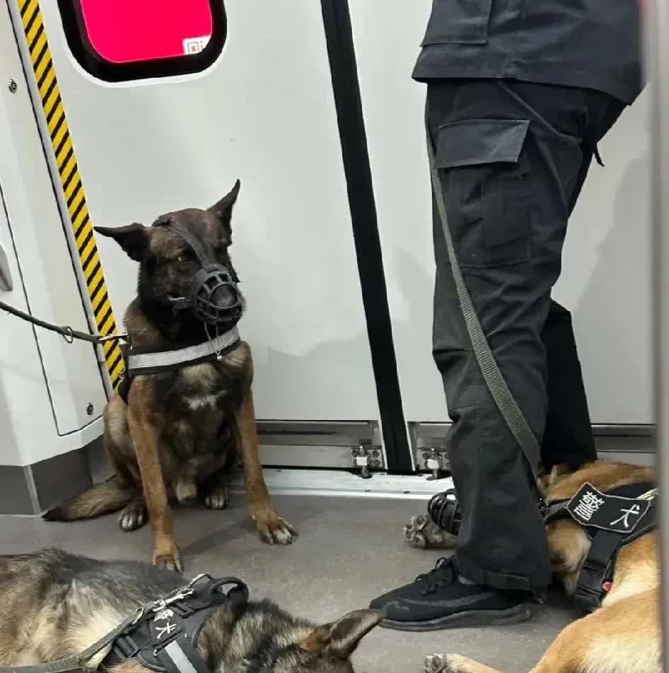 天津，一名女子在乘坐地铁时，注意到两名训导员带着三只警犬进入了车厢，令人意外的是