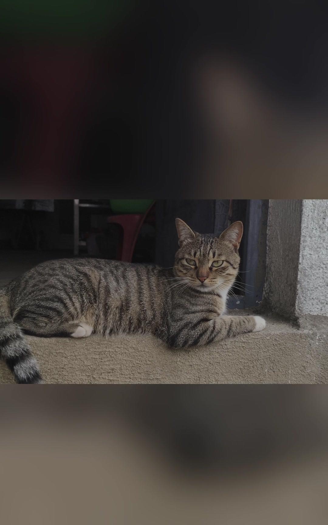 散养狸花猫不剪指甲，简直是“行走的小刺猬”！每天最头疼的就是跟在它屁股后面检查