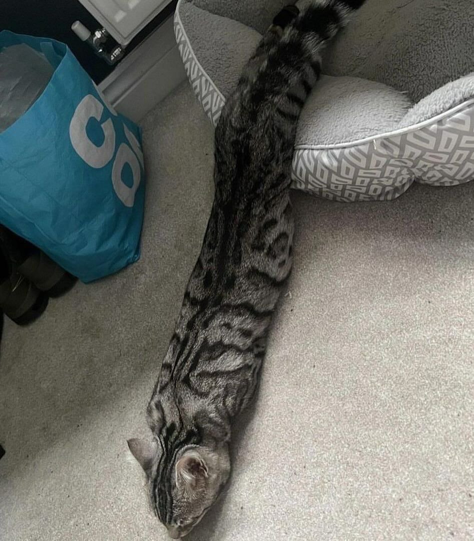 蛇形猫猫​​​