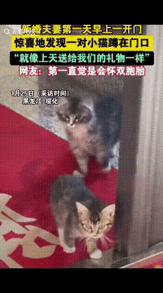 太幸运了！这真的是最美好的新婚礼物！一位新婚小姐姐打开门惊喜的看到一对小猫就蹲在