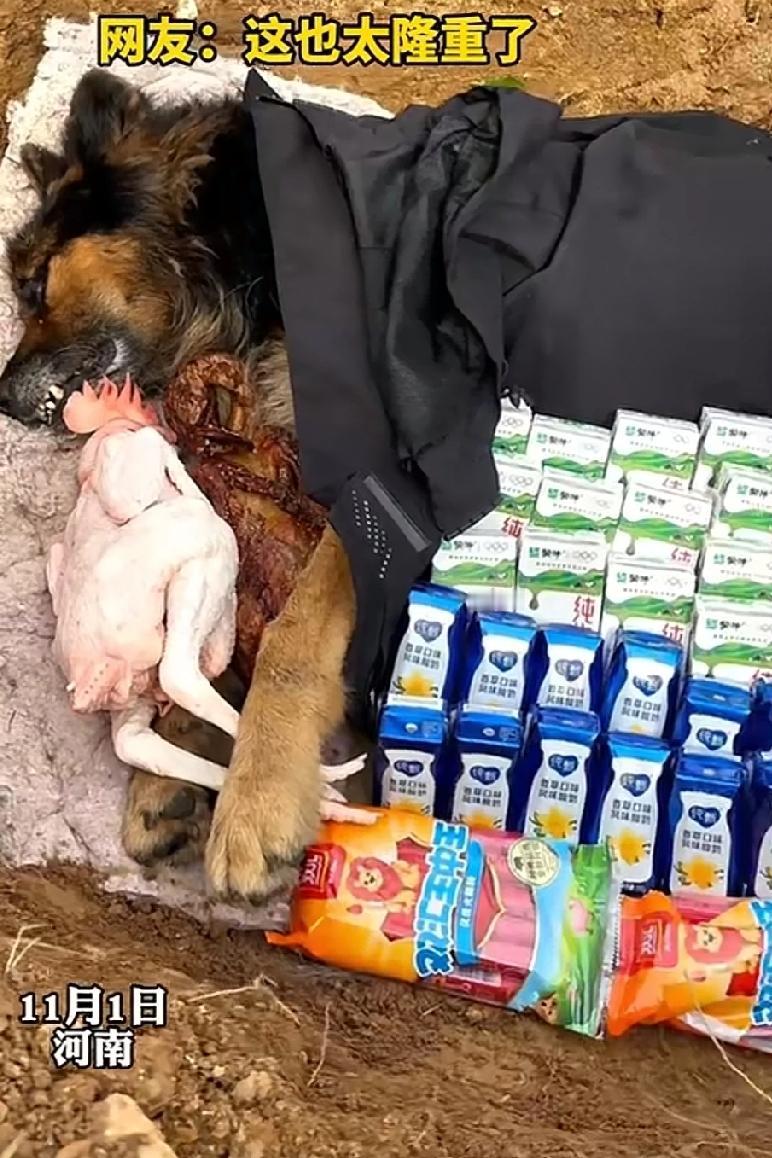 狗子去世后主人为其“厚葬”！养了多年的狗子永远的离开了主人，主