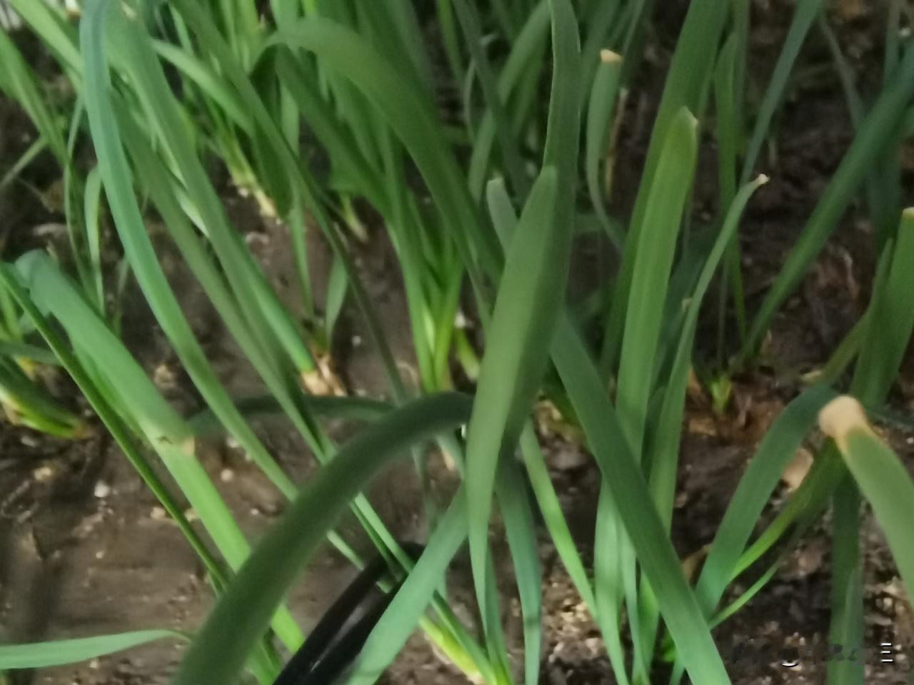 家花野花都难养，家花长在野山岗，阳光雨露禾苗壮，沃土滋养花更香。养花好比养牛羊