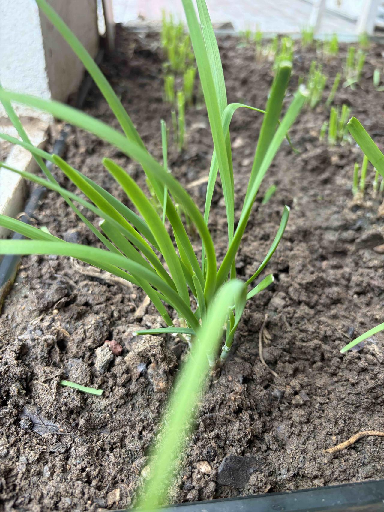 这是我自己在自家车库门前种的一点点韭菜，也就一平方米左右吧从网上买的种植土和羊