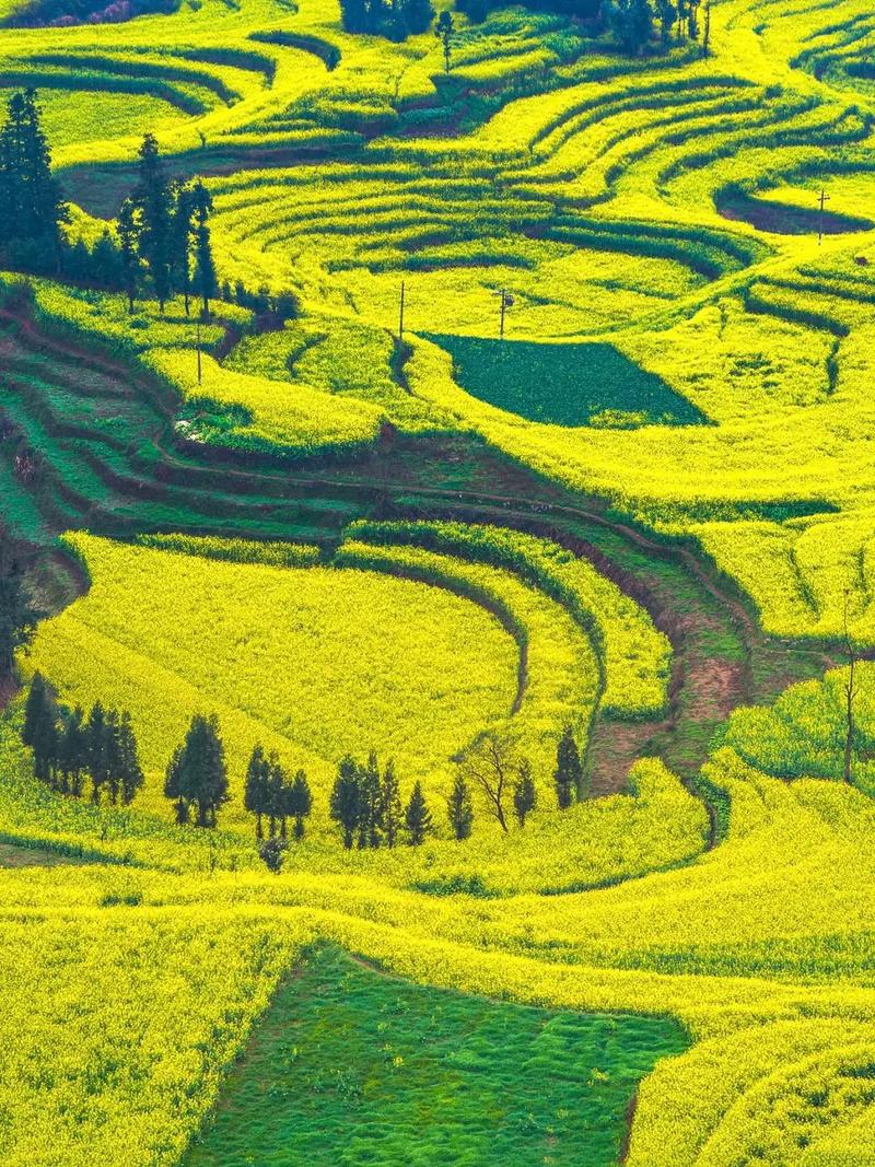 央视严选的油菜花，云南罗平春天太值得打卡了！