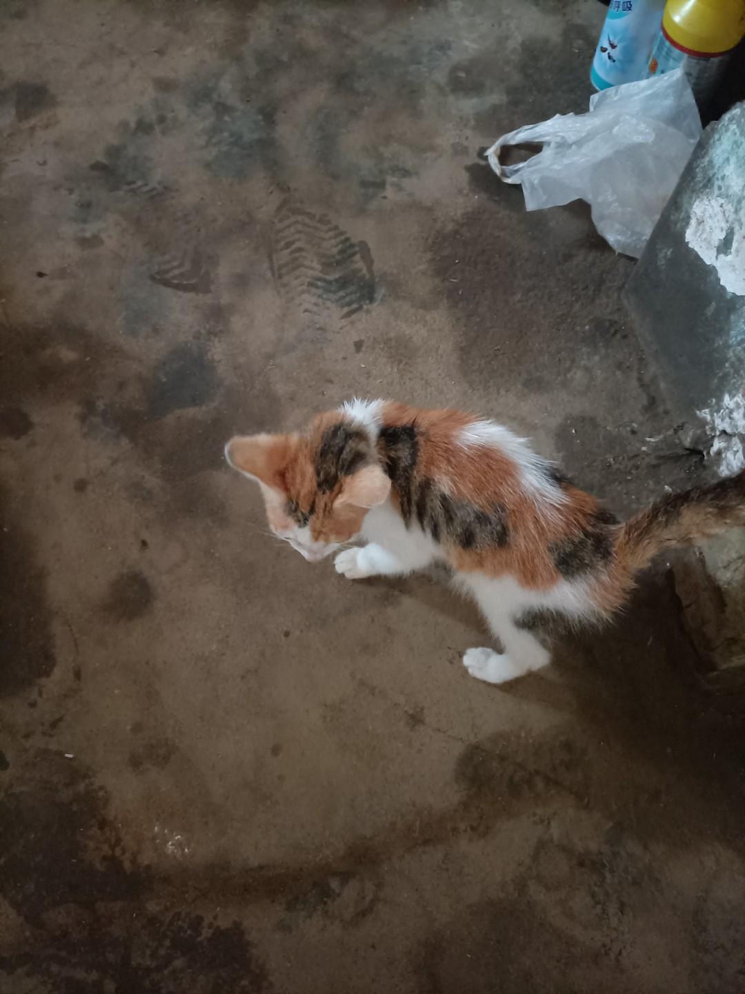 捏蛋的县令四川按察使张集馨收到遂宁县上报的案情汇报，遂宁县蒋某被妻子和妹妹