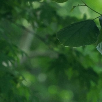 0000山竹种植需要经过以下步骤：1.选址：山竹适合在热带和亚热带地区种植，需