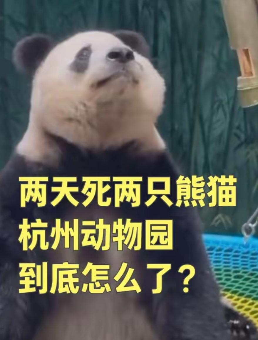 杭州动物园最近火了，把一手好牌打得稀碎！​原因是接连养死了五只国宝大熊猫，最近去