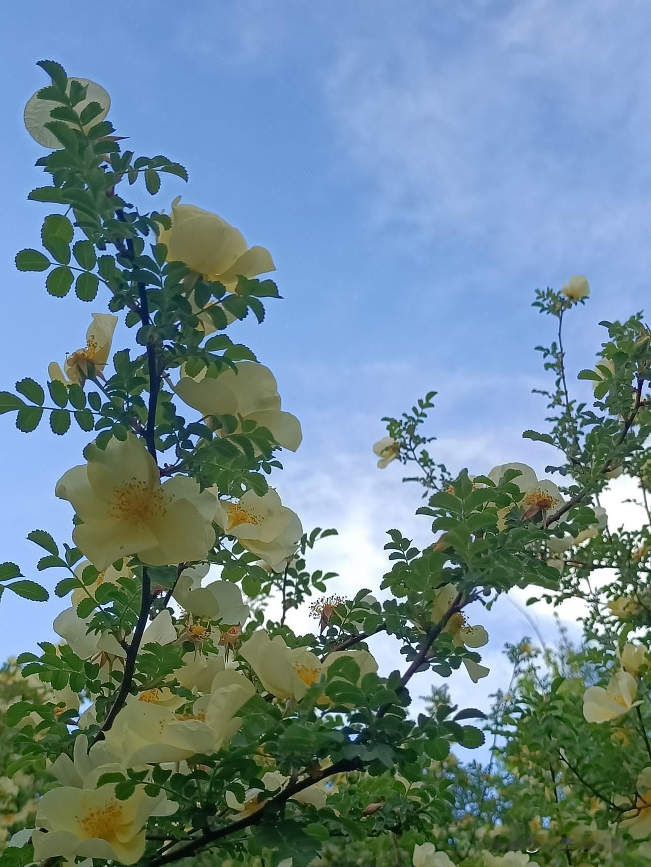5月10日下午，丝绸之路公园拍摄黄刺玫。不与桃李争艳，黄刺玫自有风骨，嫩黄花