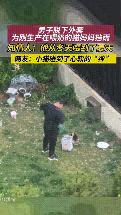 “勿以善小而不为！”山东烟台，男子路过居民楼下，意外发现一只刚生产的流浪猫正在雨