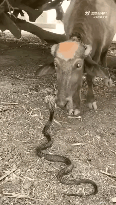 这个牛的胆子也太大了，竟然连毒蛇都不怕，还舔来舔去的，毒蛇已经无语了吧？毒蛇说：