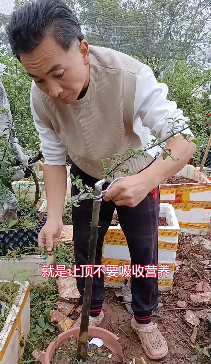 金弹子飘枝，不是绑紧就完事了。缠膜从下往上，省力不扯皮。顶枝一剪，营养全