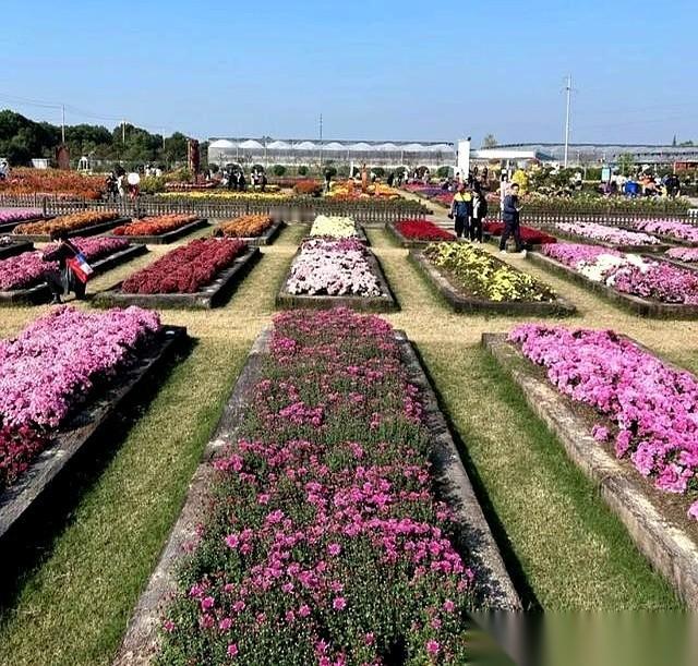 我跟你讲,南京人真的有点东西。别人家的秋天,是几棵银杏树下人挤人。南京的秋天