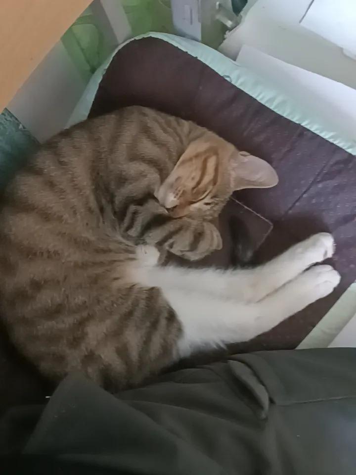 我们家这个狸花猫睡着觉特别可爱！不但有四蹄踏雪，而且后腿还穿着长筒白袜子，并且是