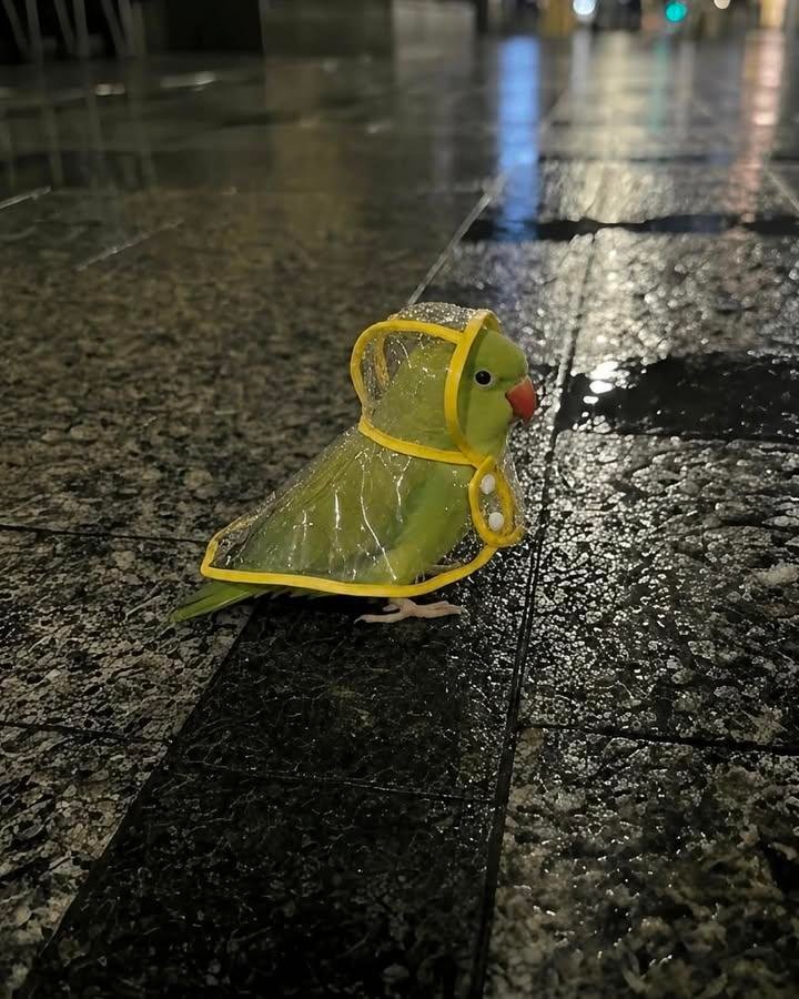 穿雨衣的鹦鹉🦜