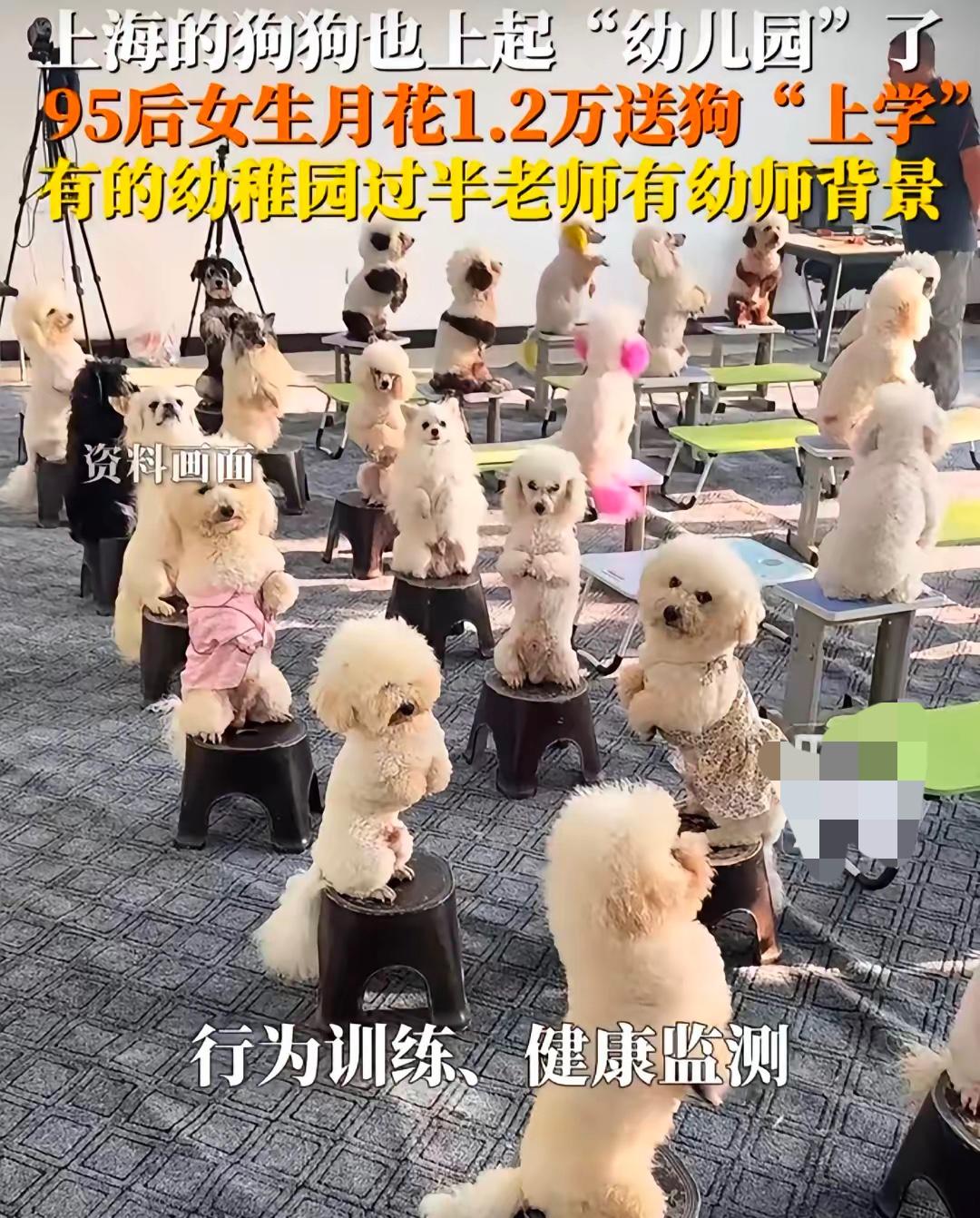 上海宠物狗幼稚园学费过万，宠物家长多是女生上海作为国际化大都市，宠物狗幼