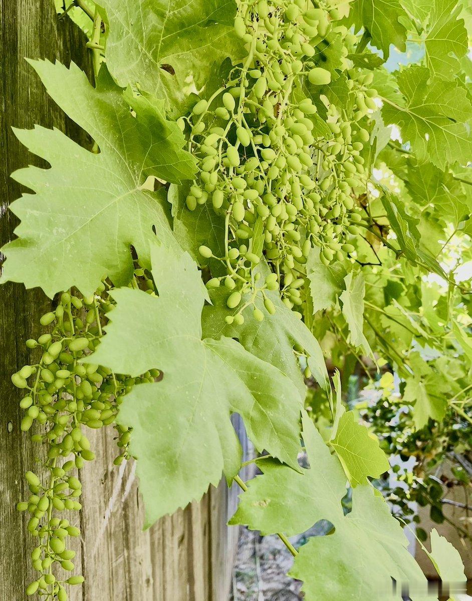 🍇这酸得让人灵魂出窍的青葡萄——伊朗人叫它"古雷"（ghooreh）。🌱