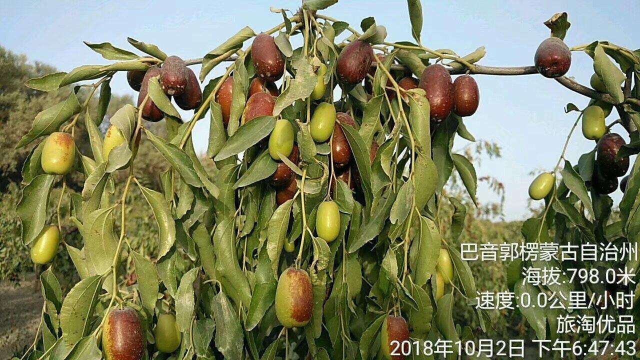 尉犁，想不到在新疆玩能在南疆的一个县城呆一个多月。十月份新疆的夜晚有点凉了