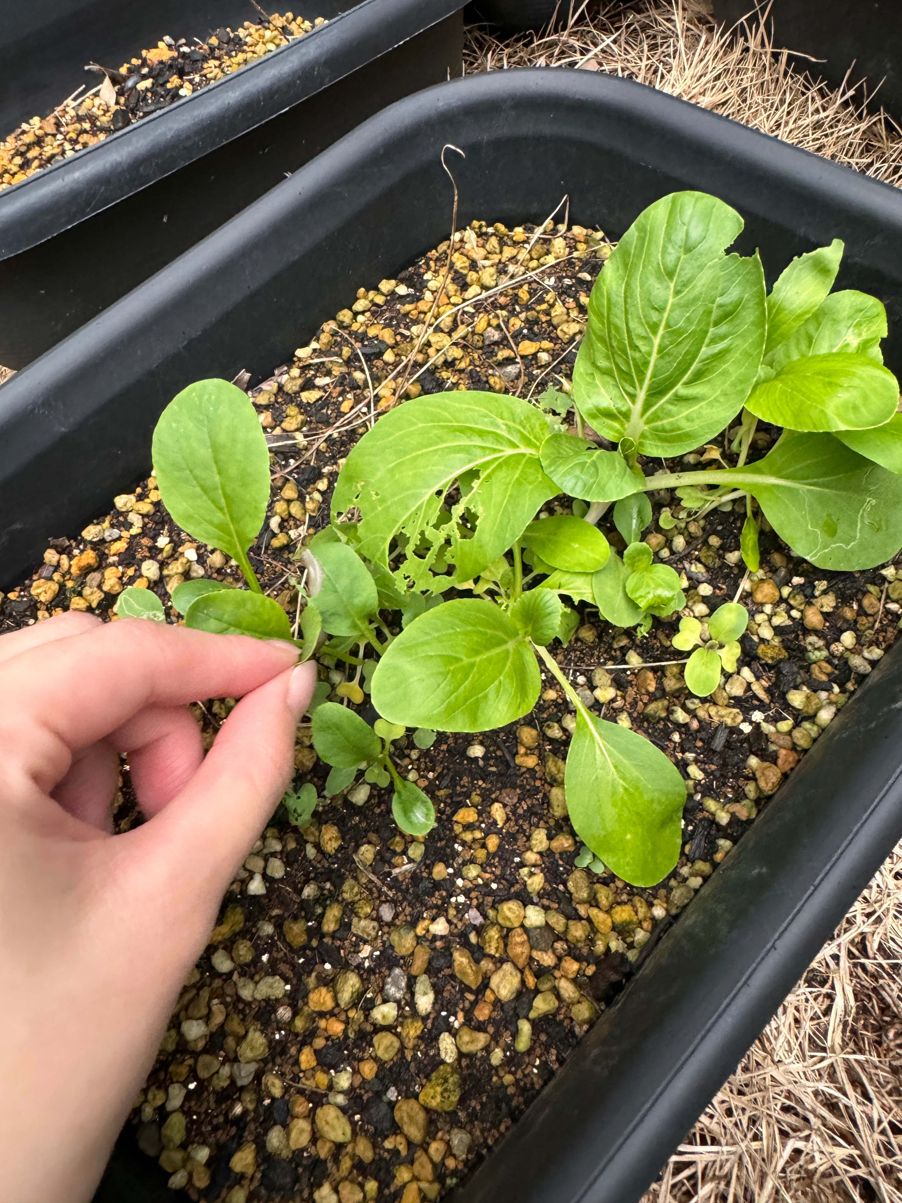 菜叶又被啃了（）你猜怎么着？不是菜青虫。是蛞蝓[淡淡