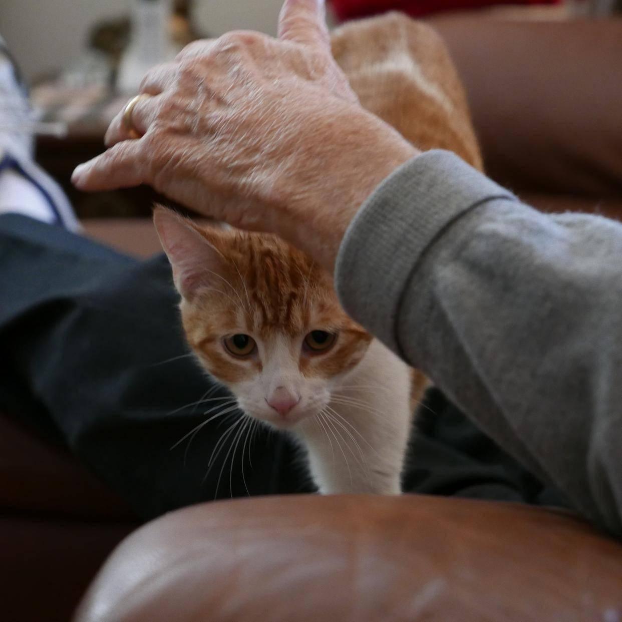《它们用一生爱你，却在最后时刻选择默默离开》总有人说猫冷血、养不熟，可直到