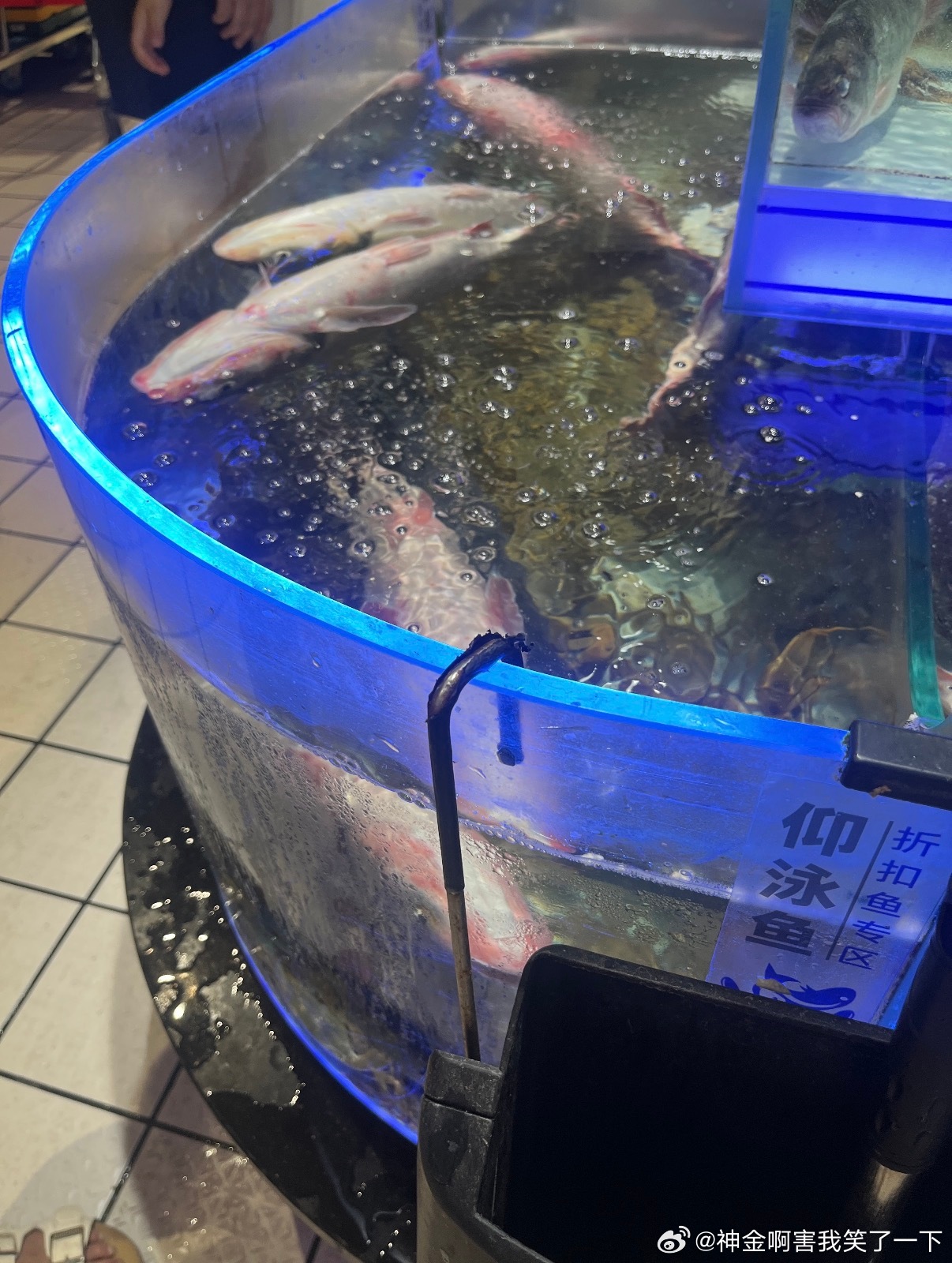 6042以前一直以为是段子直到我在现场见到了仰泳鱼