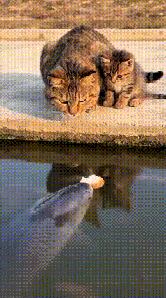 这画面看着可太有意思了，大猫还会言传身教，带着小猫咪学习捕鱼的本事。大猫把面包片