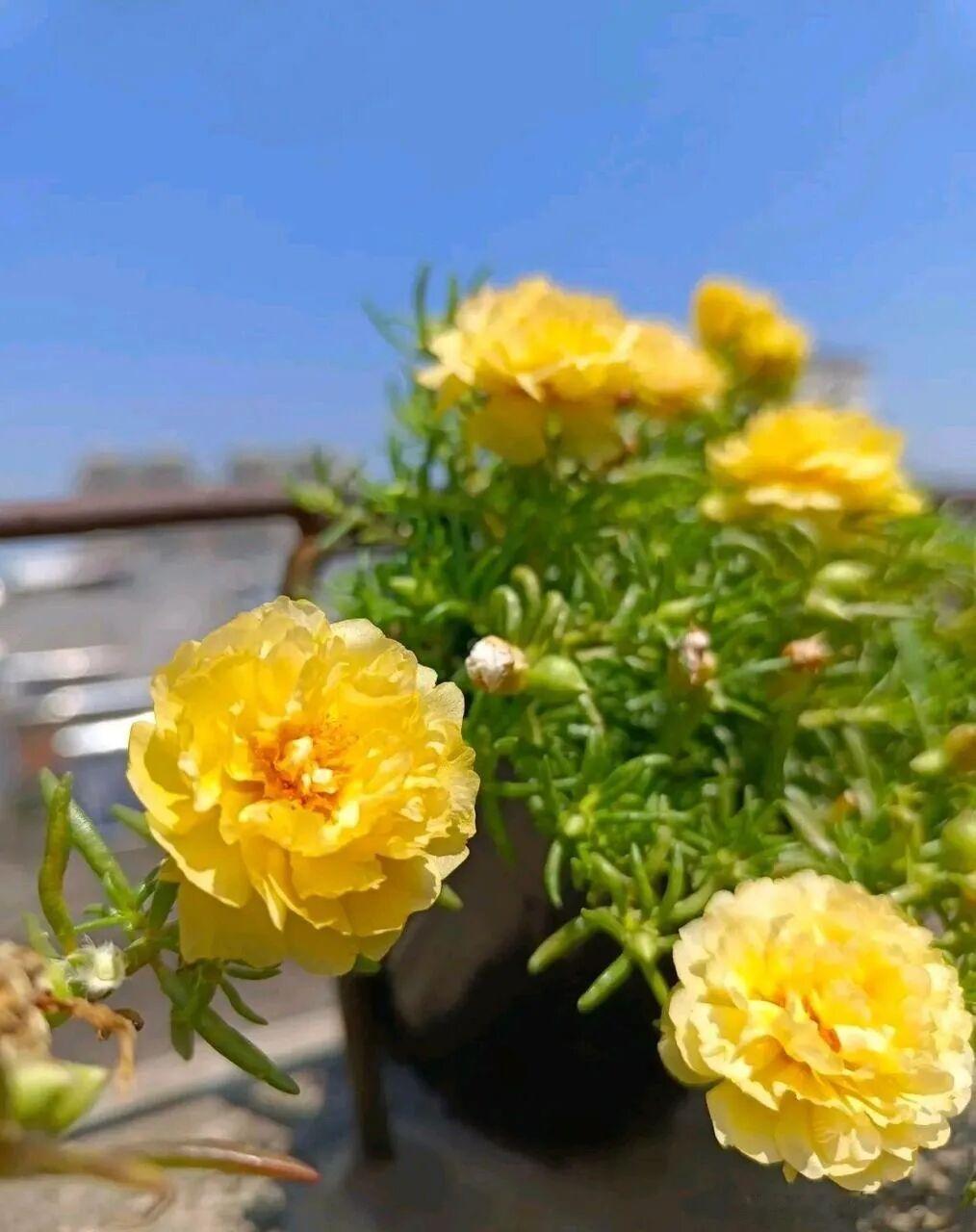 今天介绍下花小价钱好养的花1、长寿花它是一种种类很多的花卉植物，名字的寓意很好，