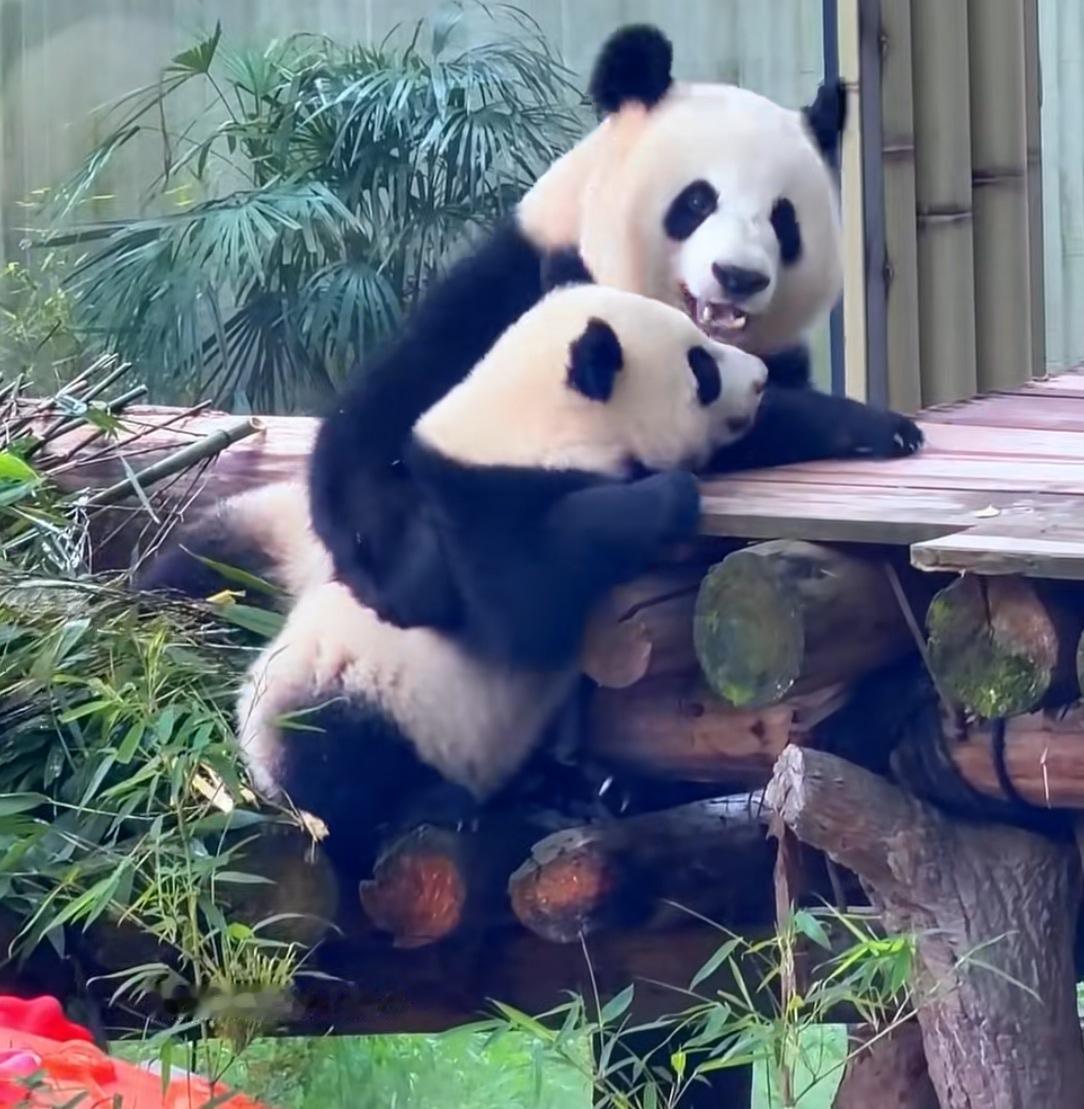 大熊猫对子女的爱不输人类！良月坐在木架上吃饭，小月亮来到它身边，想爬到更高的木架