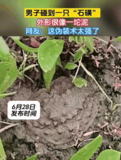 “太神奇了”浙江，男子在海边散步时无意间注意到一块会动的泥巴，男子以为是自己眼花