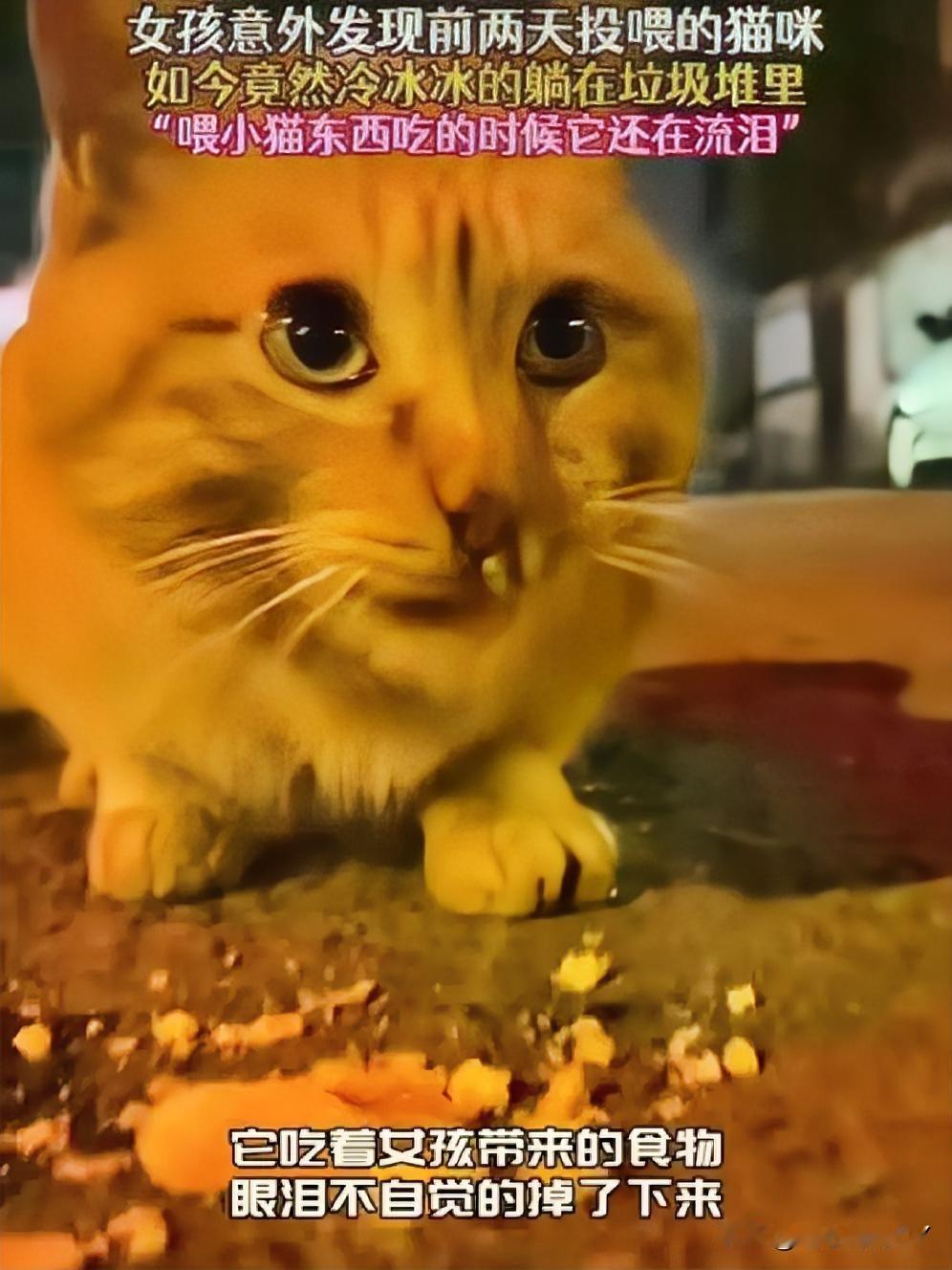 流浪猫的短暂温暖与猝然离别，看哭了谁？前两天，那只流浪橘猫还在享用女子投喂的