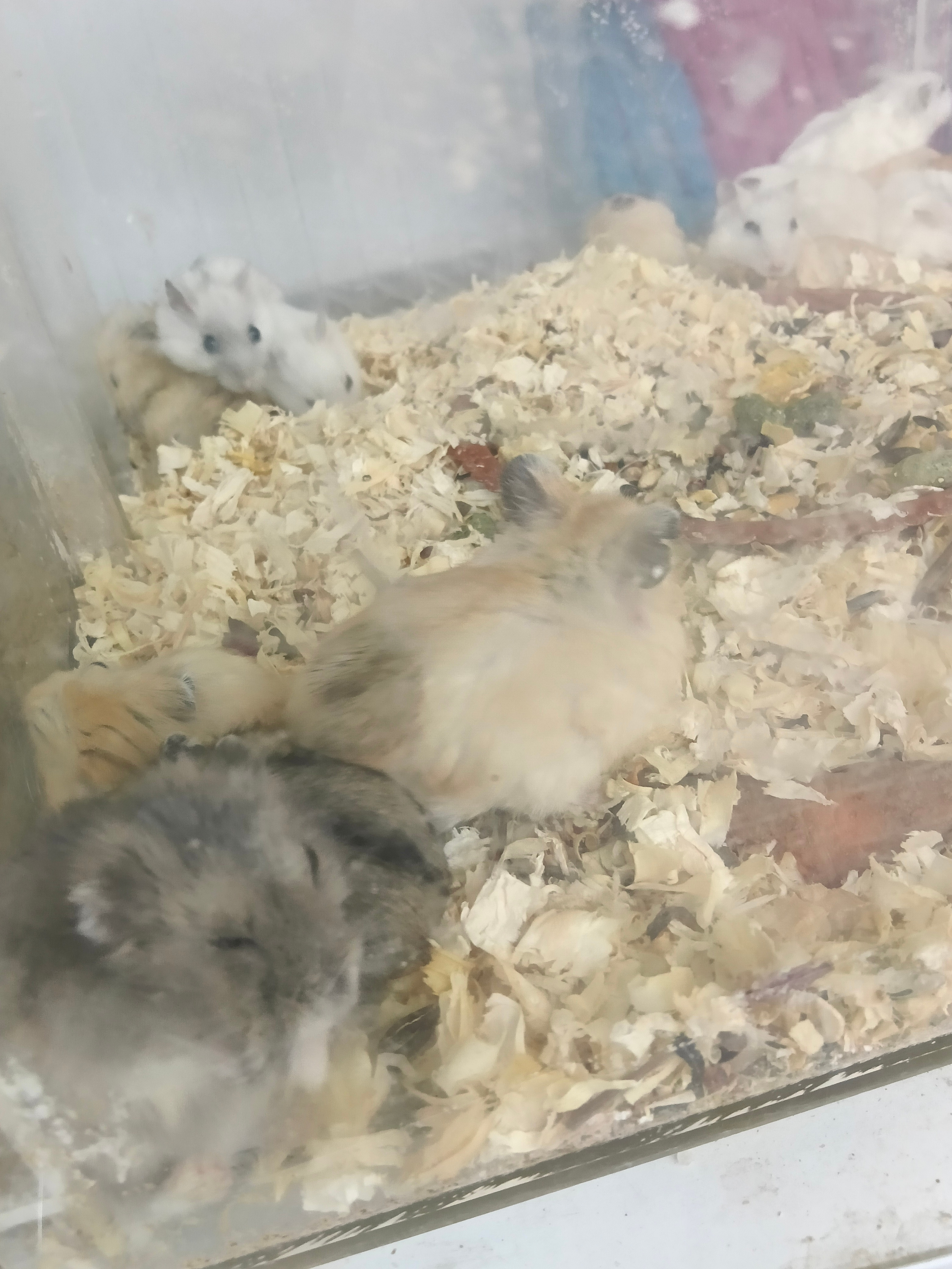 杂食动物
