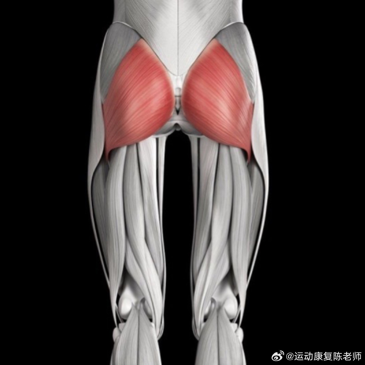 臀部训练继续来提醒你们练臀了[doge]死臀综合征，在临床上也被称为臀肌失忆症