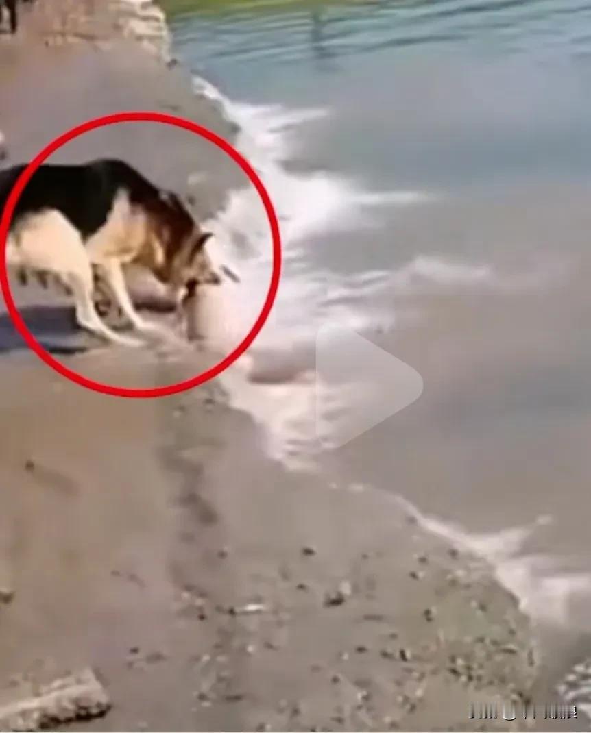 牧羊犬着实非常了不起。就拿那只营救小羊的德牧来说，小羊掉入河中挣扎时，它悄然游过