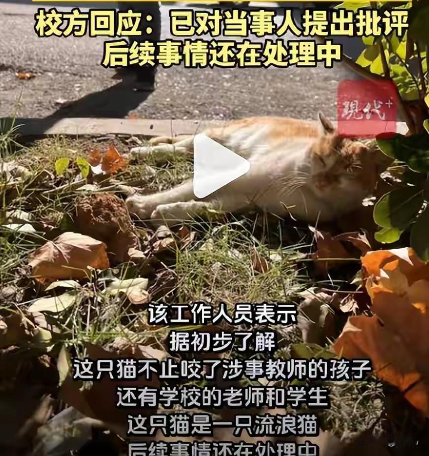 我不懂一只咬学生的流浪猫被老师踩死，人们把口水吐向老师，学校领导也对老师进行严厉