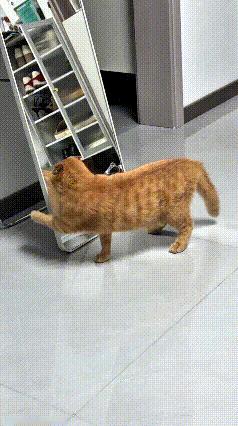 这只大橘猫也太有意思了，走到镜子跟前，看见里面居然还有一只一模一样的猫，立马就对