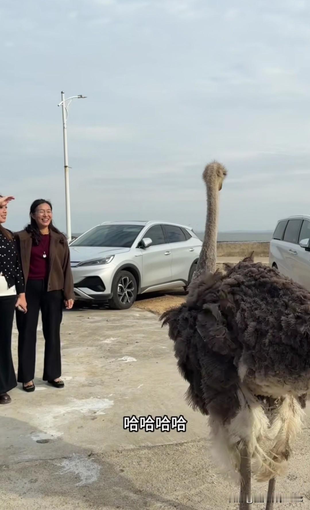 这一养殖场全是海军妈妈一个人干下来了。养的动物很多，山羊🐐，猪，野鸭🦆还有鹅