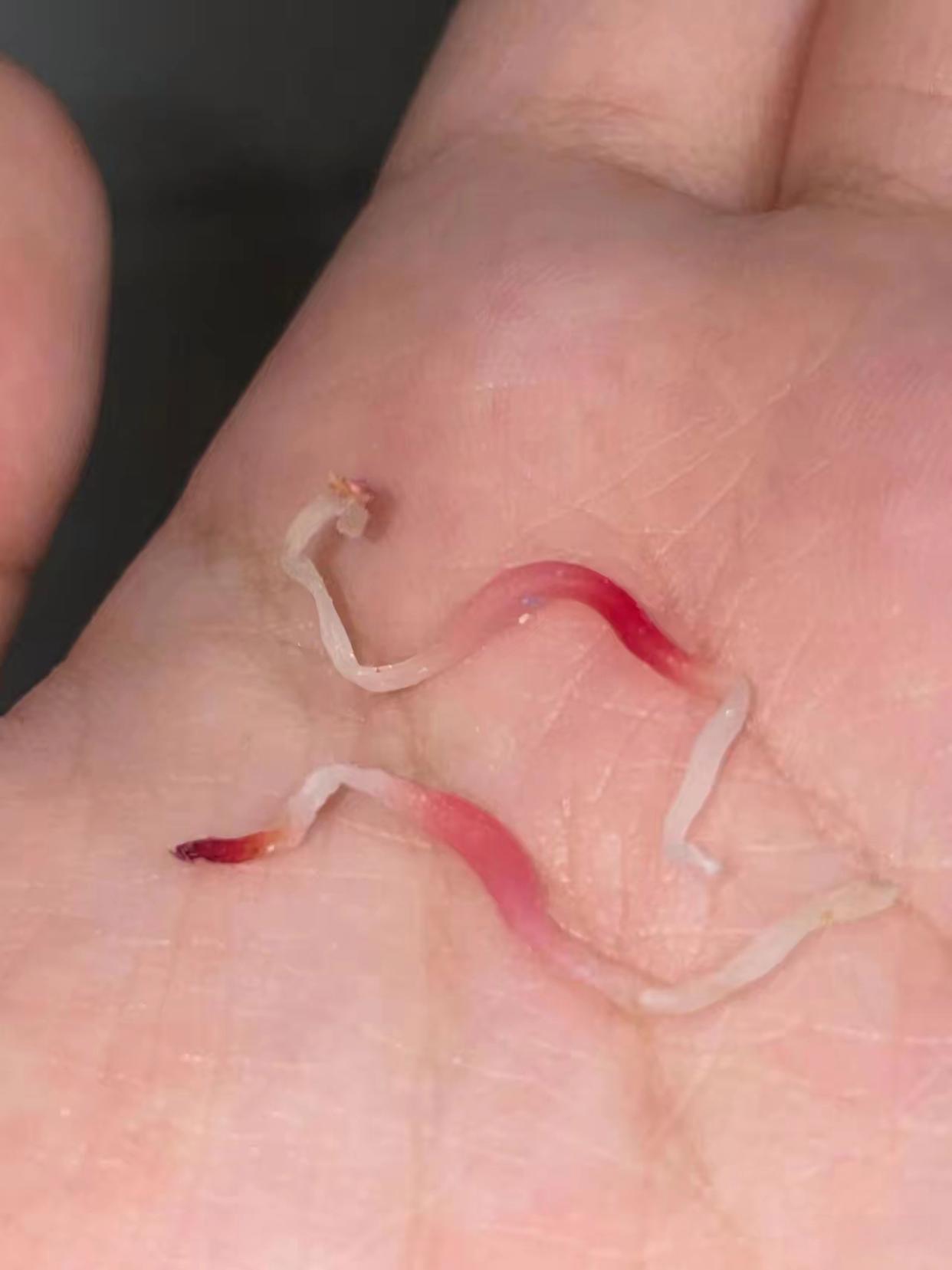 在仓鼠笼子边上看到的，有知道这是什么的吗？