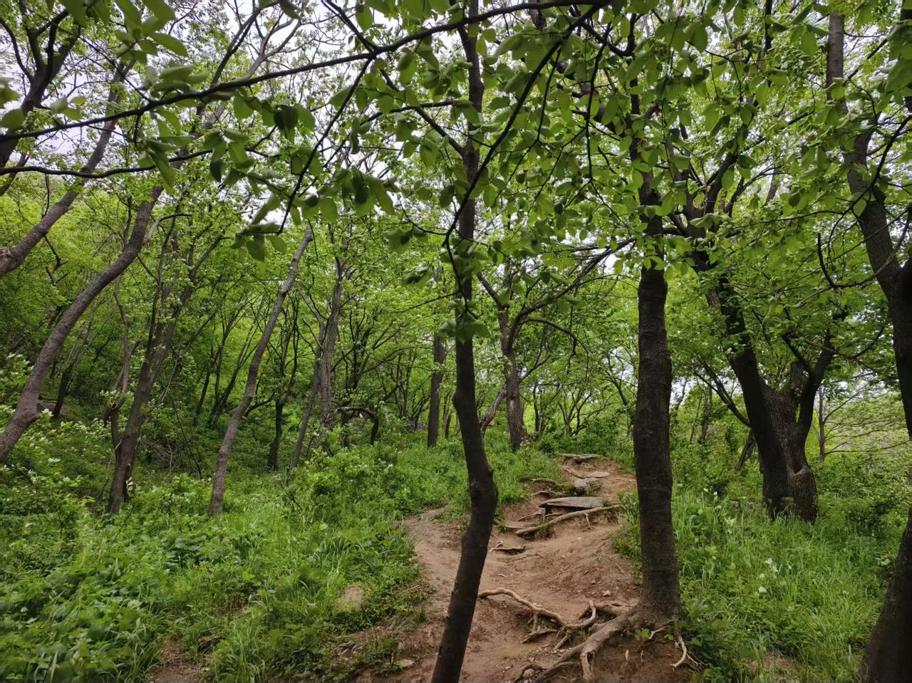 春日山野草木葱茏，暖风裹着花香漫过林间，阳光透过枝叶洒下斑驳光影。我匆匆地走入