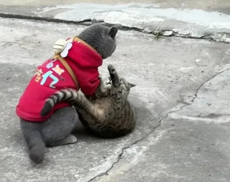 今天带我家蓝猫出门溜达，哪成想碰上了